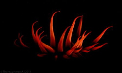 Fire anemone. Punta Parra, Chile by Thomas Heran 